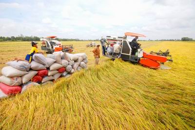 Tiếp tục cho vay thúc đẩy sản xuất, tiêu thụ lúa gạo ĐBSCL