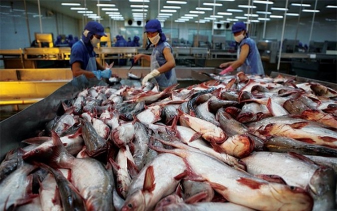 Trung Quốc miễn thuế, xuất khẩu cá tra khởi sắc