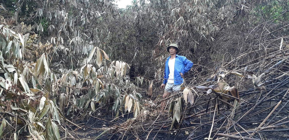 Yêu cầu ngân hàng 10 tỉnh hỗ trợ người vay bị thiệt hại do cháy rừng