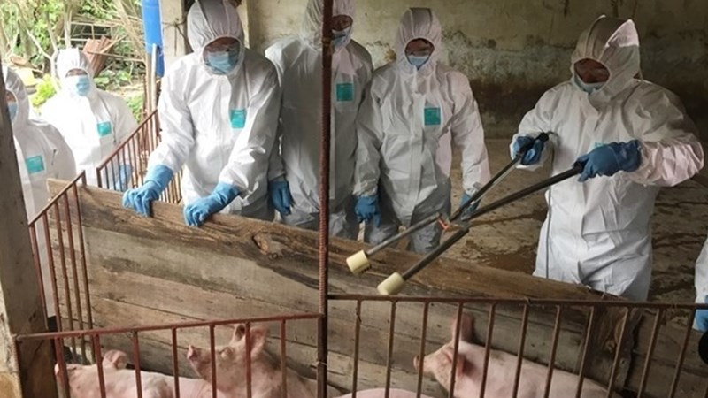 Bộ Tài chính bố trí kinh phí phục vụ công tác phòng, chống dịch bệnh Dịch tả lợn Châu Phi