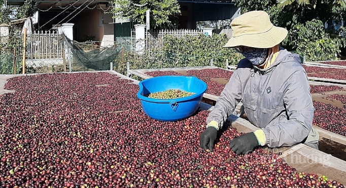Nhật Bản tăng nhập khẩu cà phê từ thị trường Việt Nam