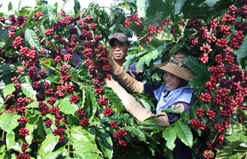 Áp lực chi phí tăng cao, xuất khẩu cà phê vẫn có thể lập kỷ lục mới với 4 tỷ USD