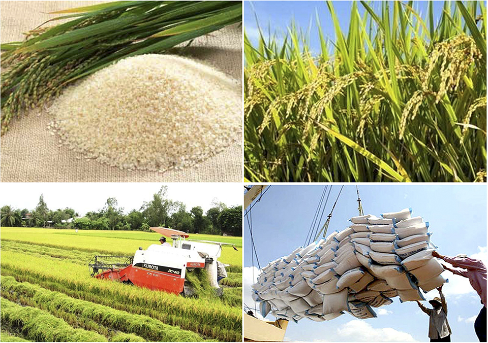 09 tháng, xuất khẩu gạo tăng trưởng ấn tượng