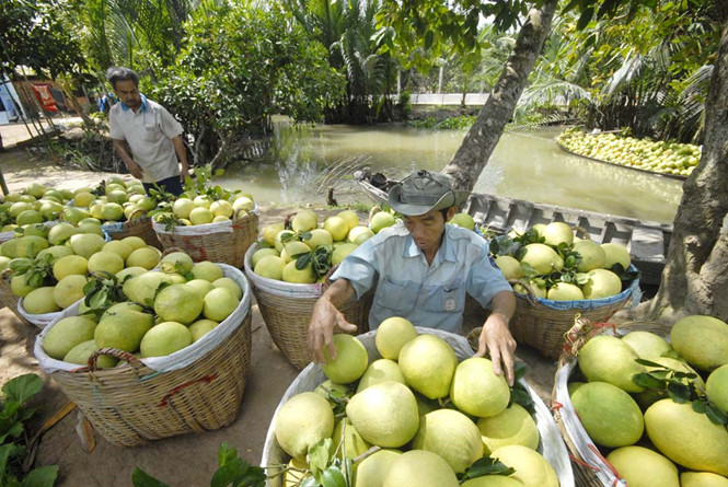 Mô hình 'hợp tác xã doanh nghiệp'