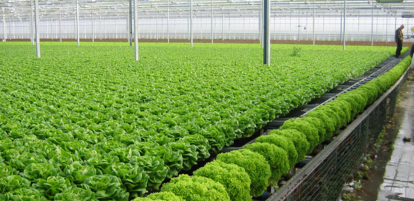 Đề xuất chính sách khuyến khích phát triển nông nghiệp hữu cơ