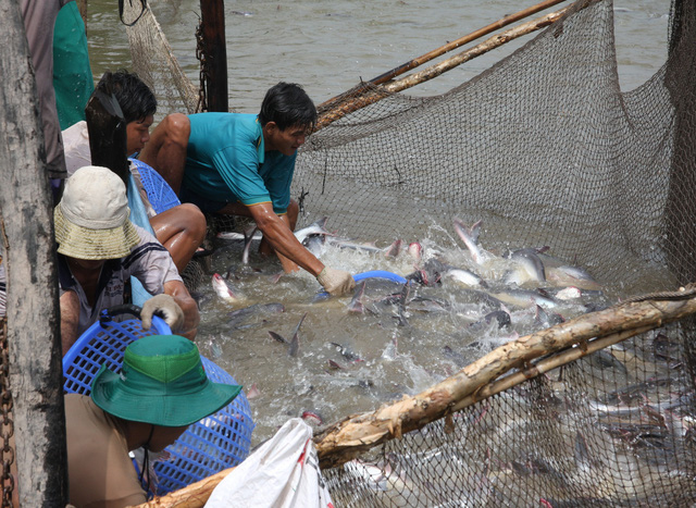Miền Tây có gần 600 tỉ đồng sản xuất cá tra giống