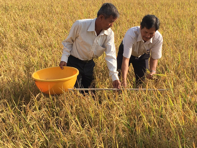 Nhiều địa phương đẩy mạnh sản xuất lúa hữu cơ